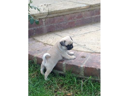 Puppies Cute Pug